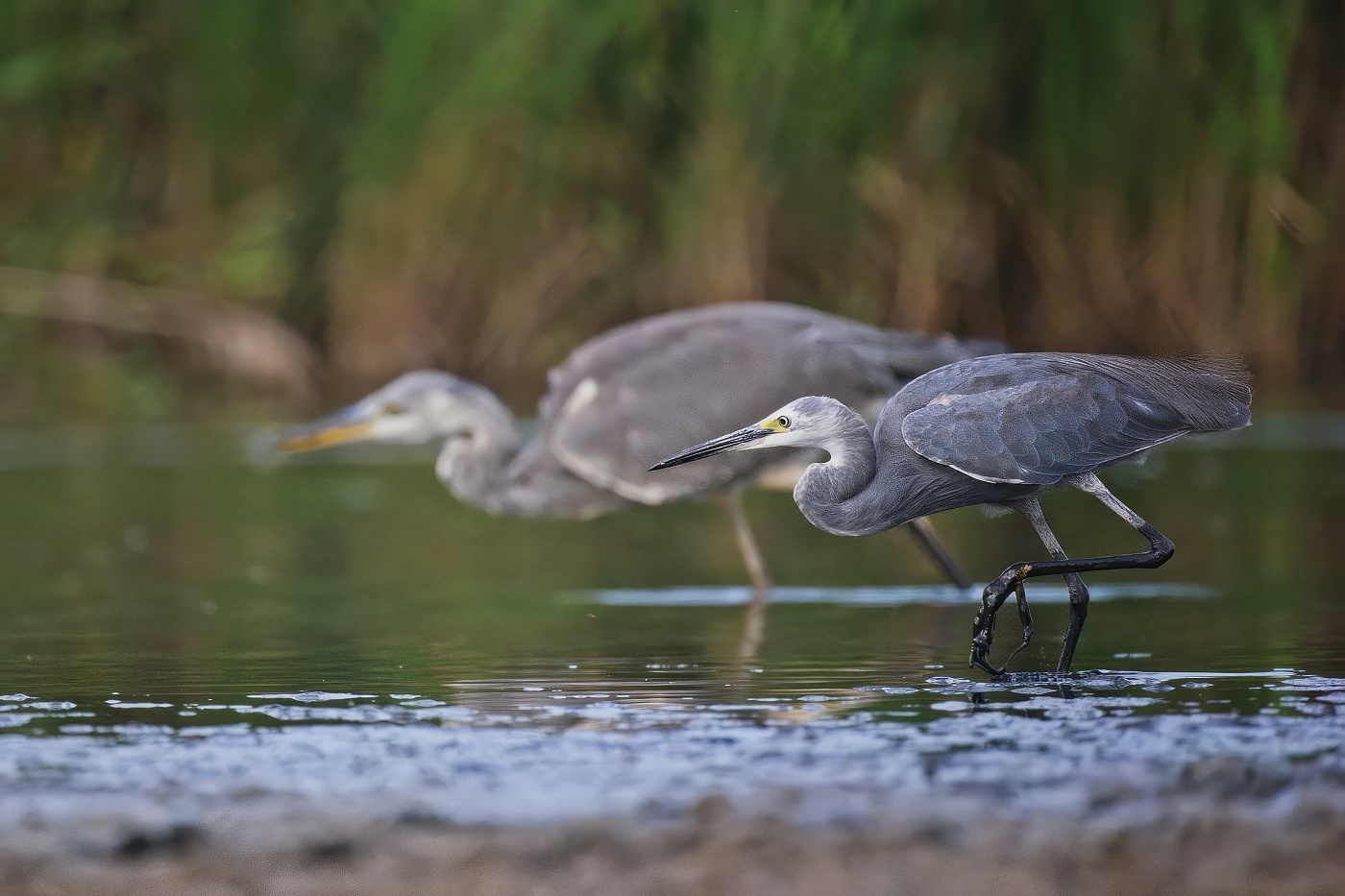 volavka stříbřitá, volavka popelavá