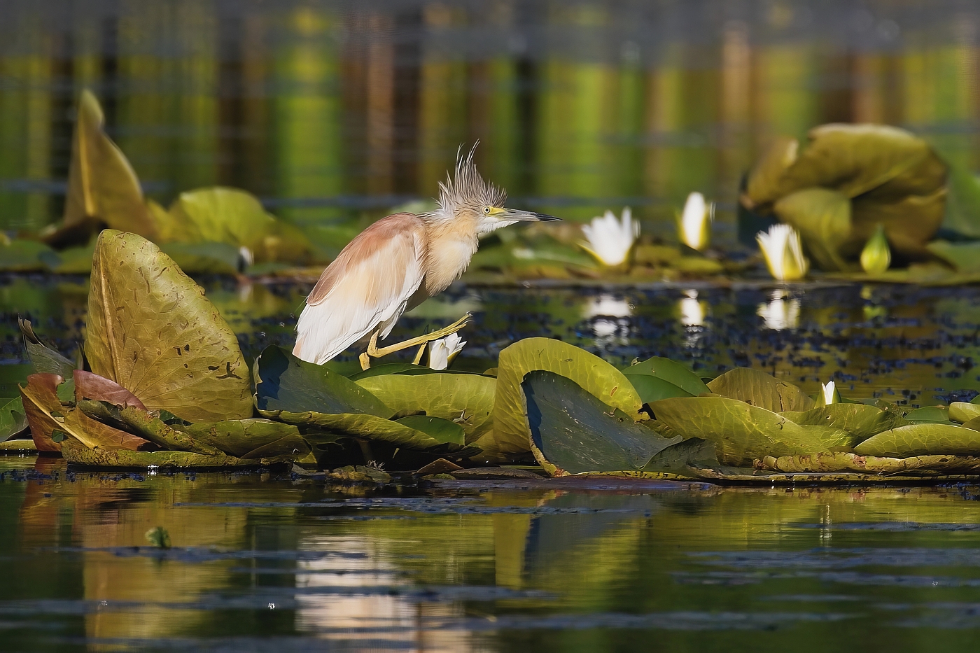 Volavka vlasatá  ( Ardeola ralloides )