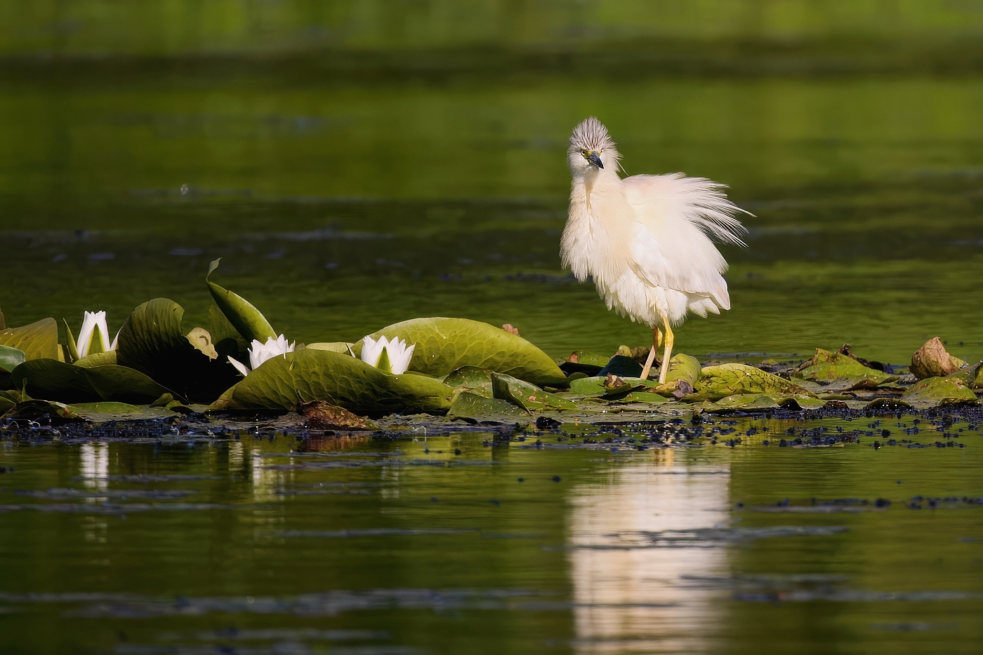 Volavka vlasatá  ( Ardeola ralloides )