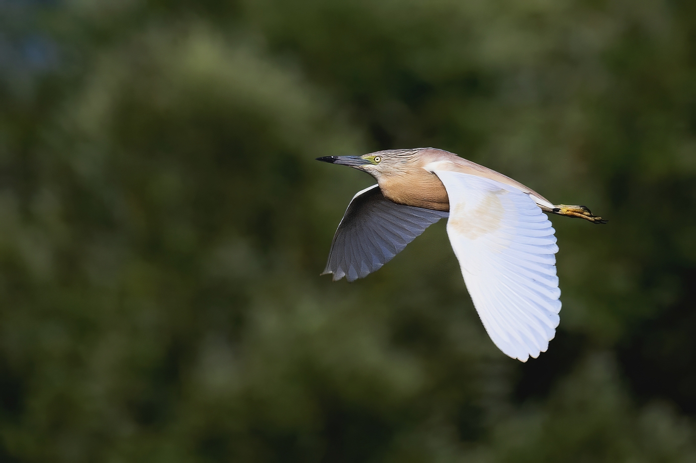 Volavka vlasatá  ( Ardeola ralloides )