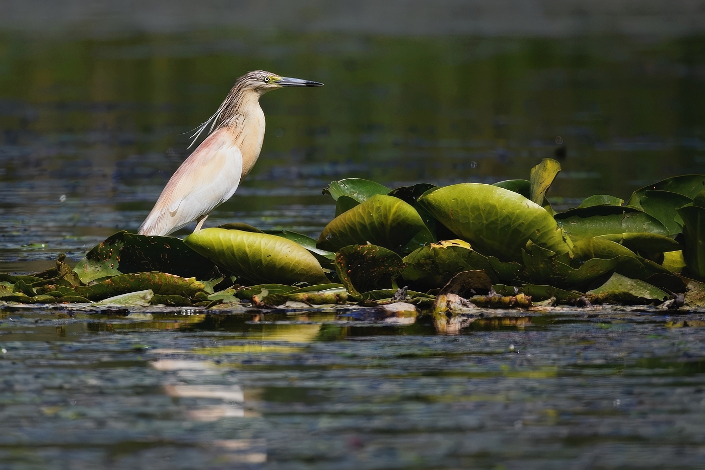 Volavka vlasatá  ( Ardeola ralloides )