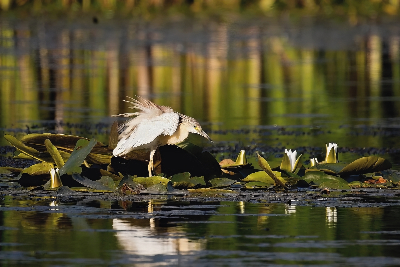 Volvolavka vlasatá  (Ardeola ralloides )