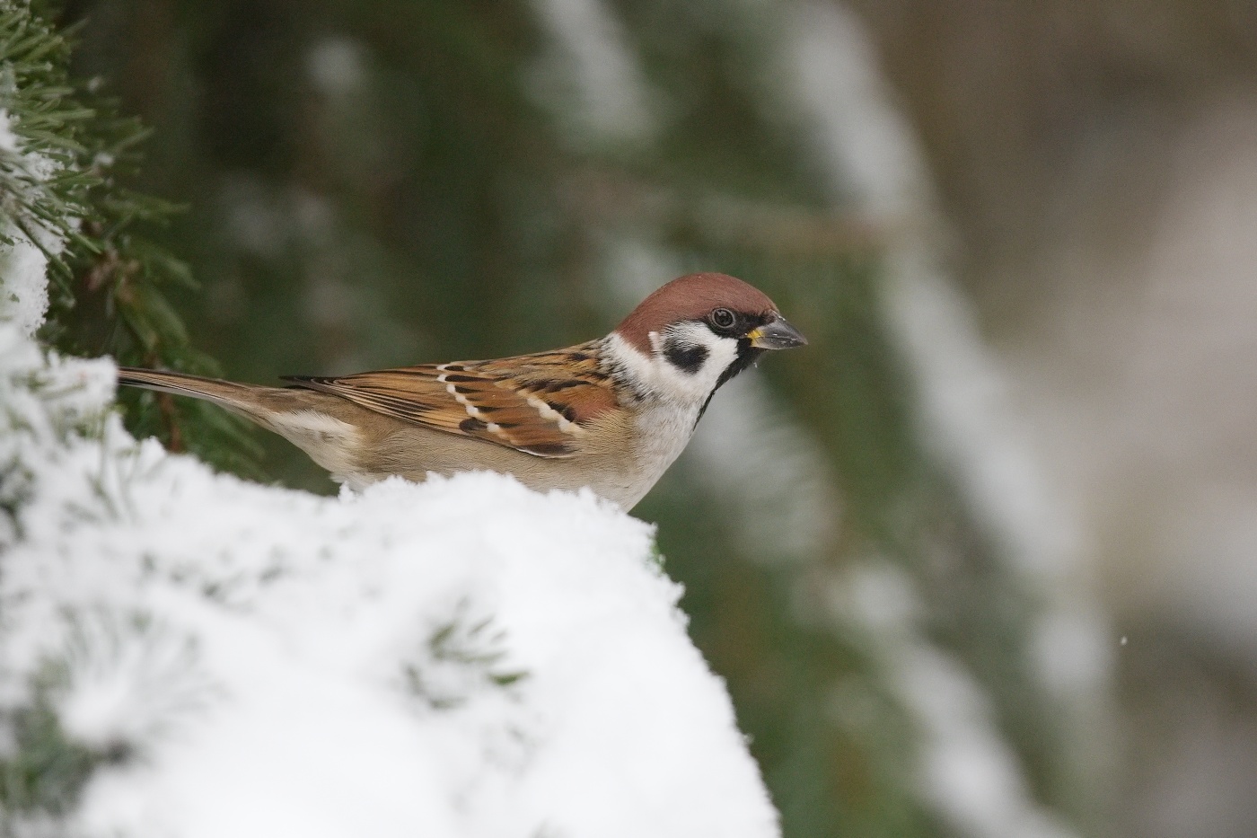 Vrabec polní  ( Passer montanus )