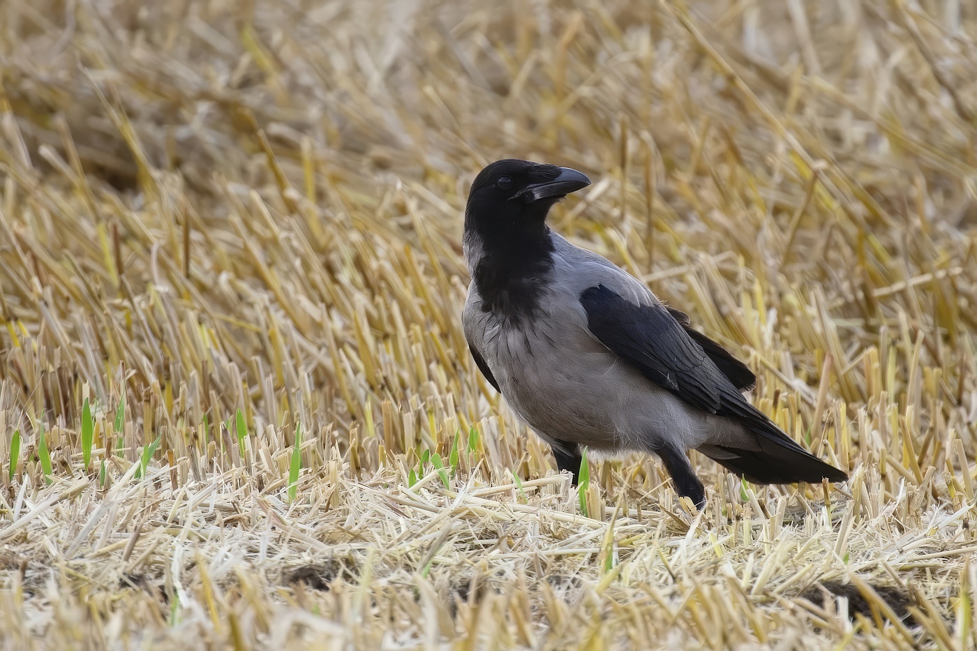 Vrána obecná šedá  ( Corvus corone cornix )