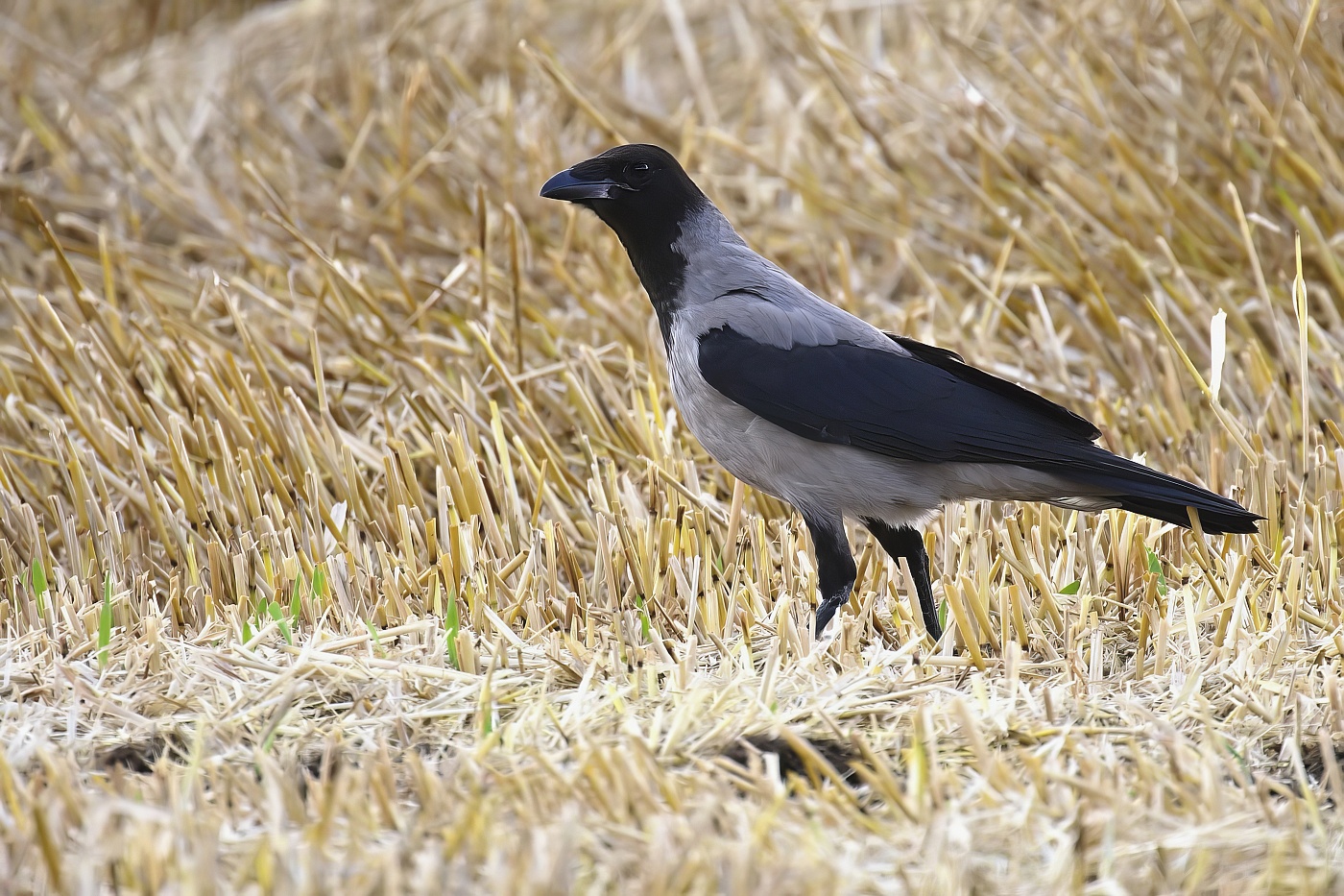 Vrána obecná šedá  ( Corvus corone cornix )