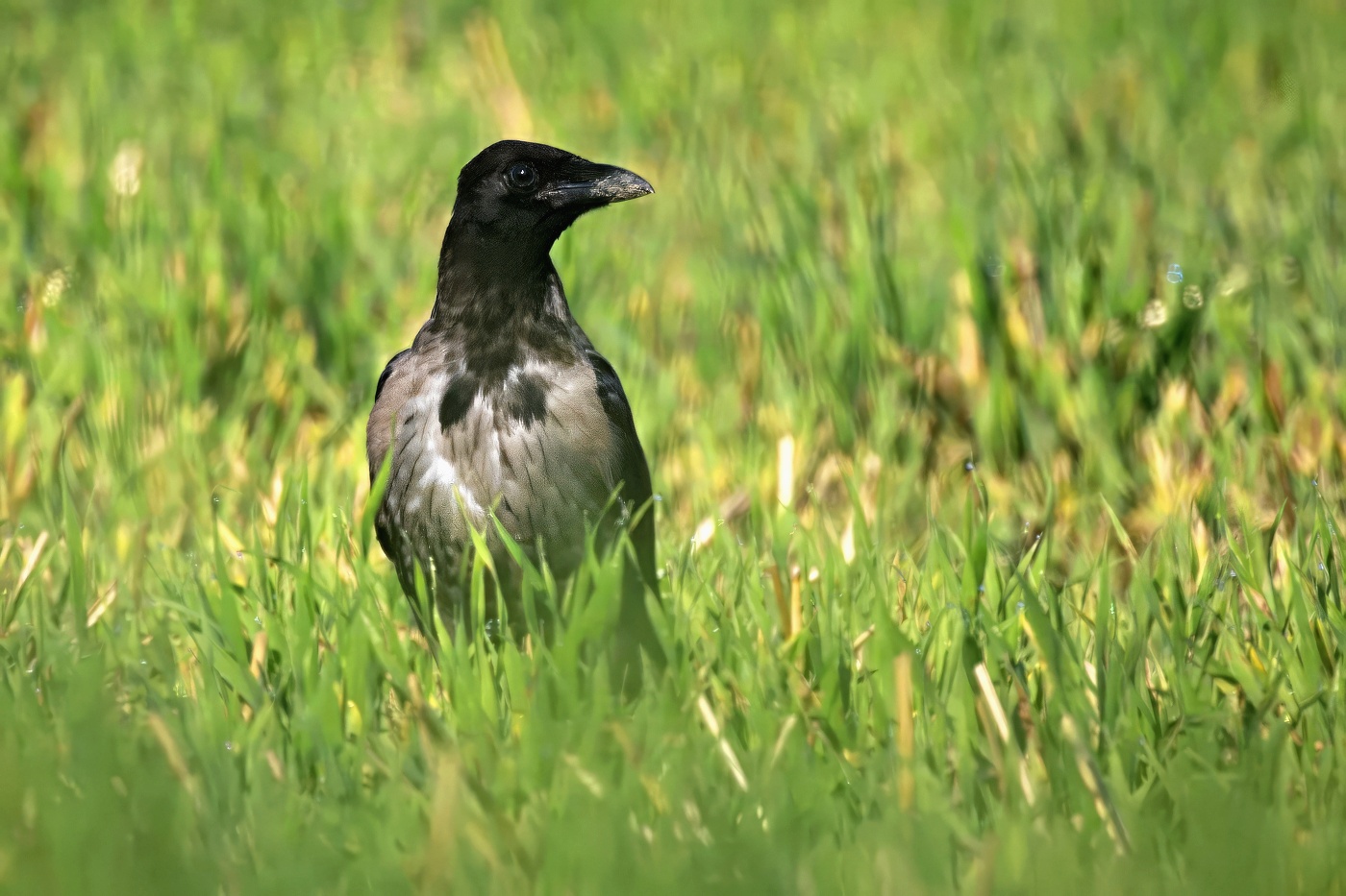 Vrána obecná šedá  ( Corvus corone cornix )