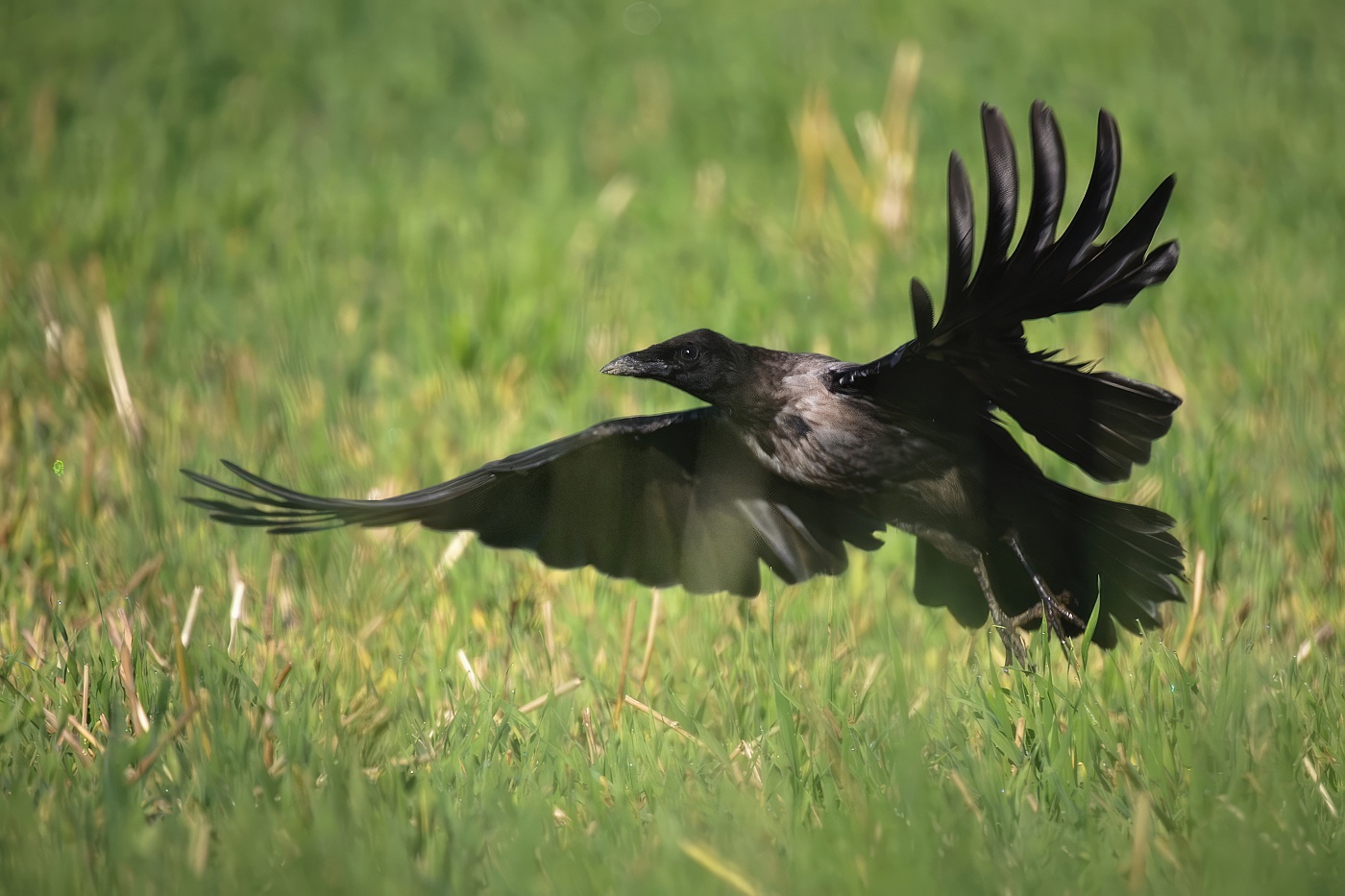 Vrána obecná šedá  ( Corvus corone cornix )