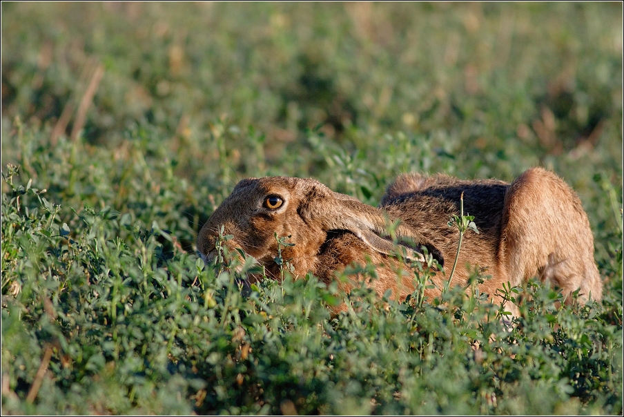 Zajíc polní  (Lepus europaeus )