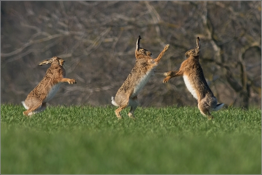 Zajíc polní  (Lepus europaeus )