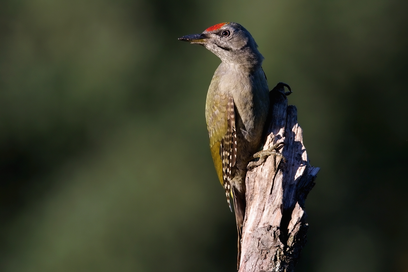 Žluna šedá  ( Picus canus )