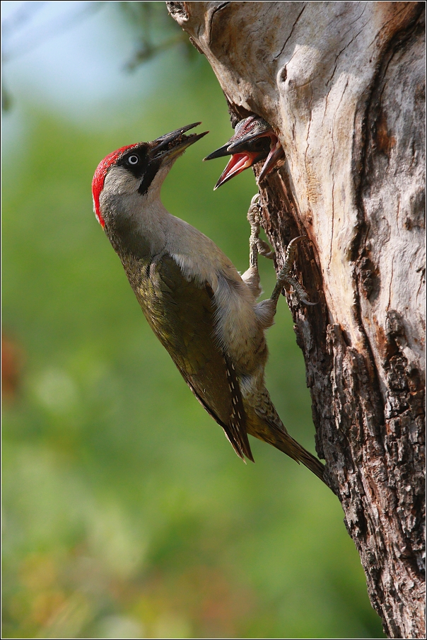 Žluna zelená  ( Picus viridis )