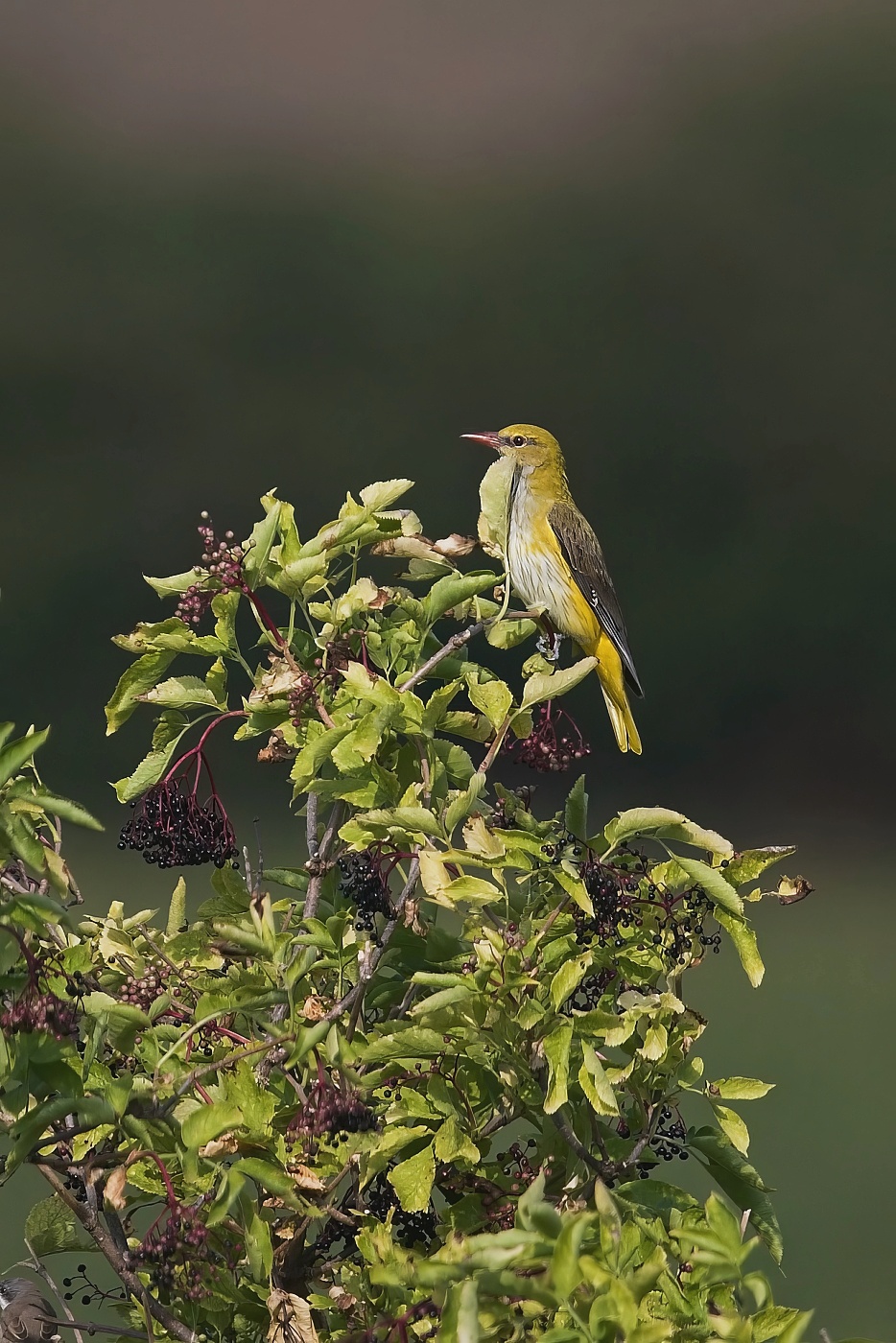 Žluva hajní ( Oriolus oriolus )