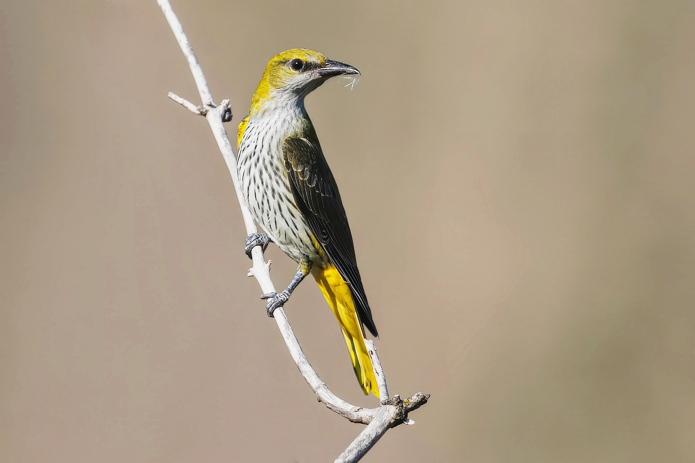 Žluva hajní ( Oriolus oriolus )