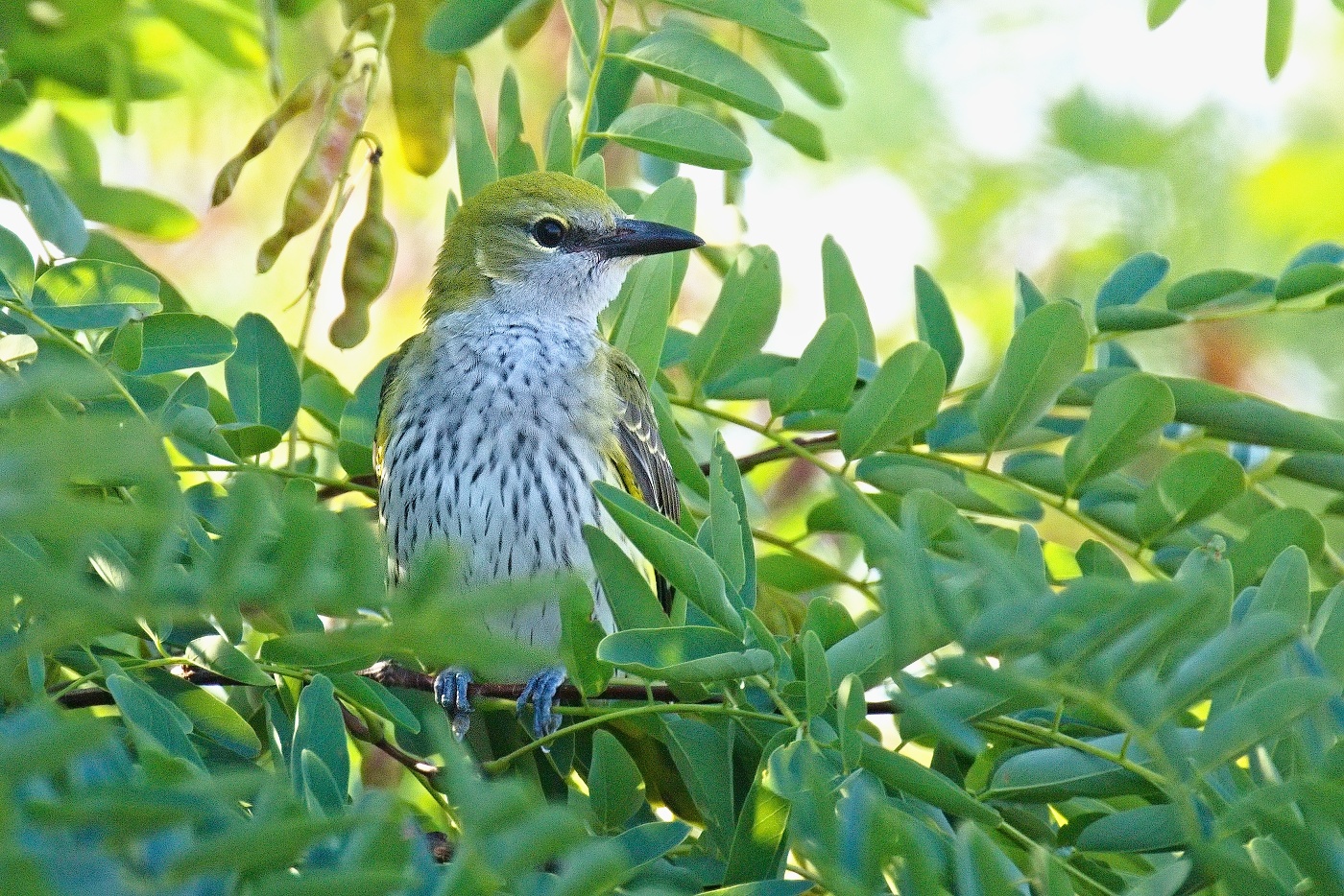 Žluva hajní ( Oriolus oriolus )