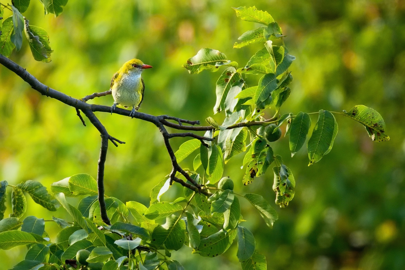 Žluva hajní ( Oriolus oriolus )