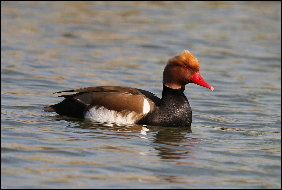 Zrzohlávka rudozobá