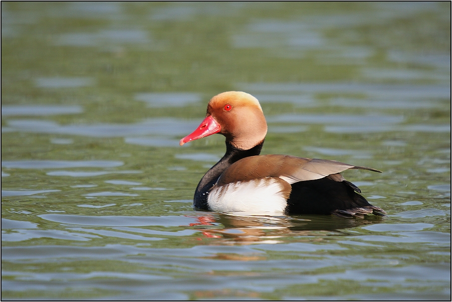 Zrzohlávka rudozobá