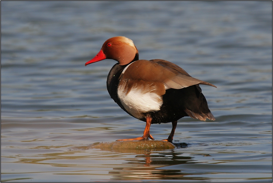 Zrzohlávka rudozobá