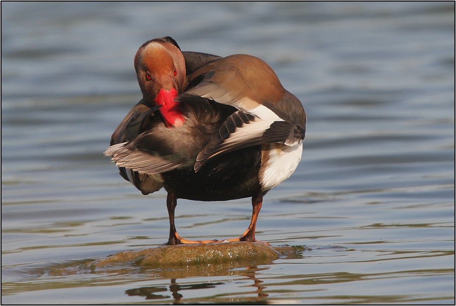 Zrzohlávka rudozobá