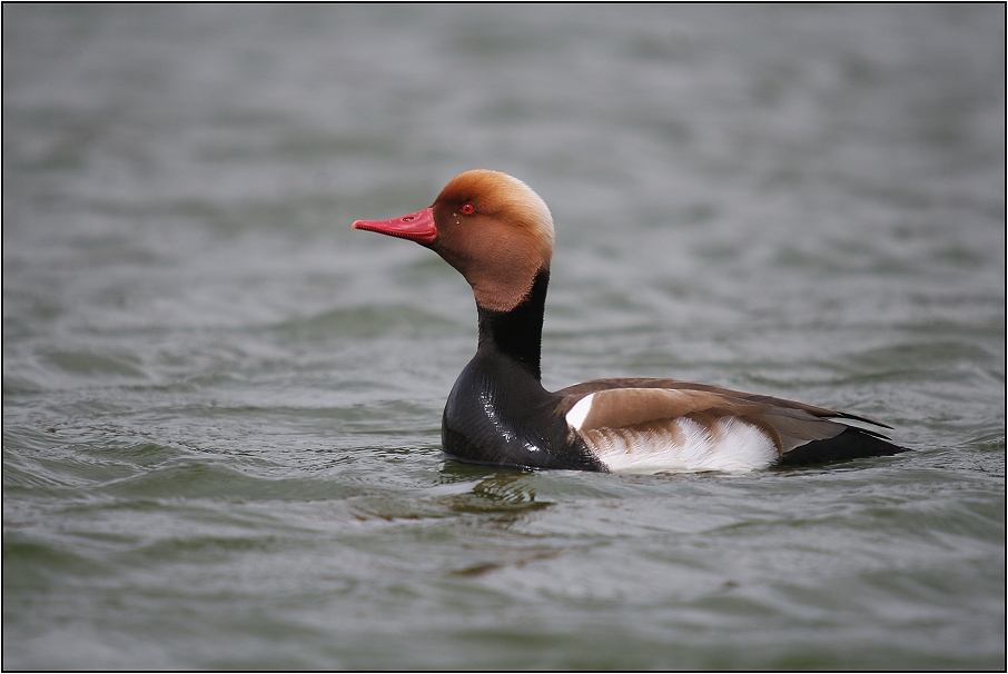 Zrzohlávka rudozobá