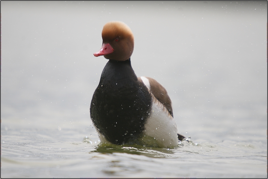 Zrzohlávka rudozobá