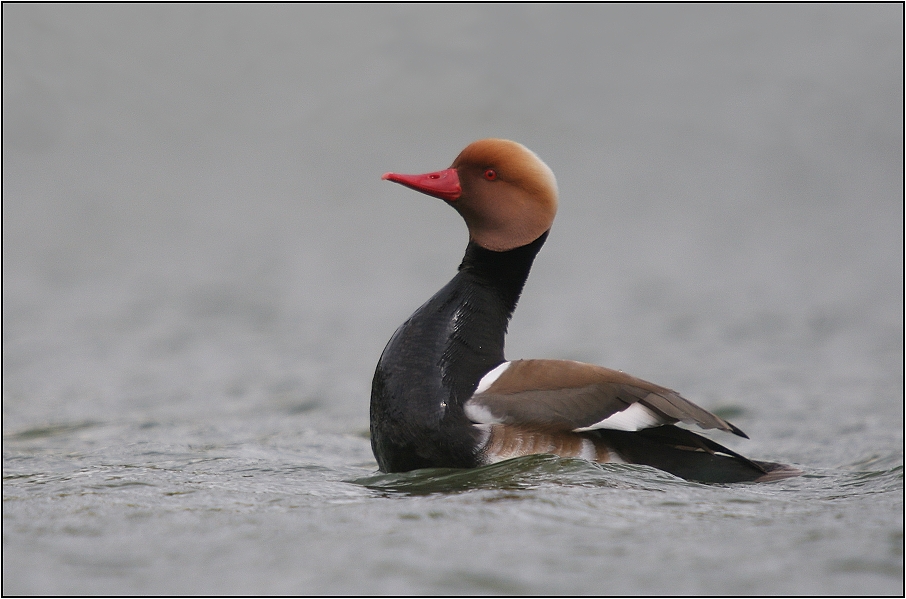 Zrzohlávka rudozobá