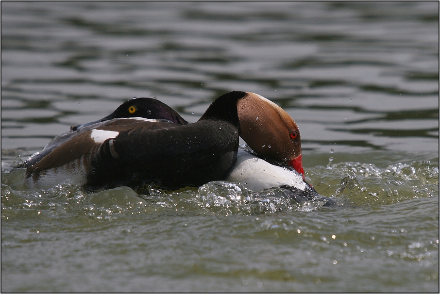 Zrzohlávka rudozobá