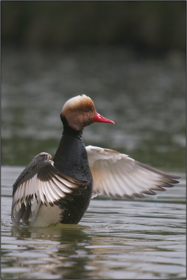 Zrzohlávka rudozobá