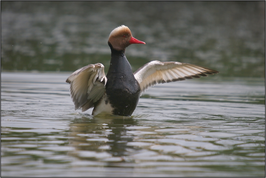 Zrzohlávka rudozobá