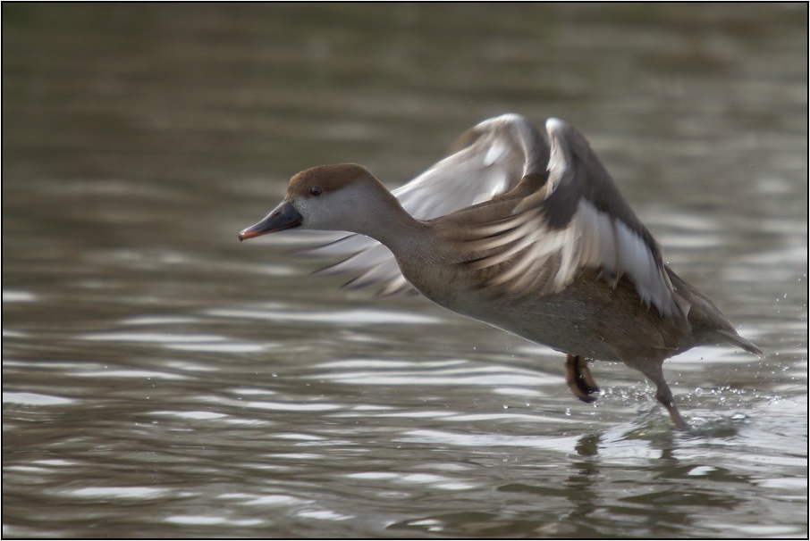 Zrzohlávka rudozobá