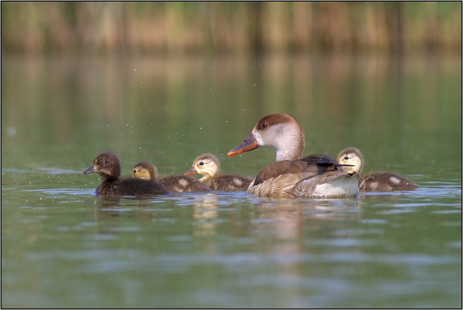Zrzohlávka rudozobá