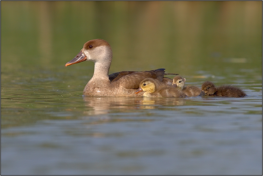 Zrzohlávka rudozobá