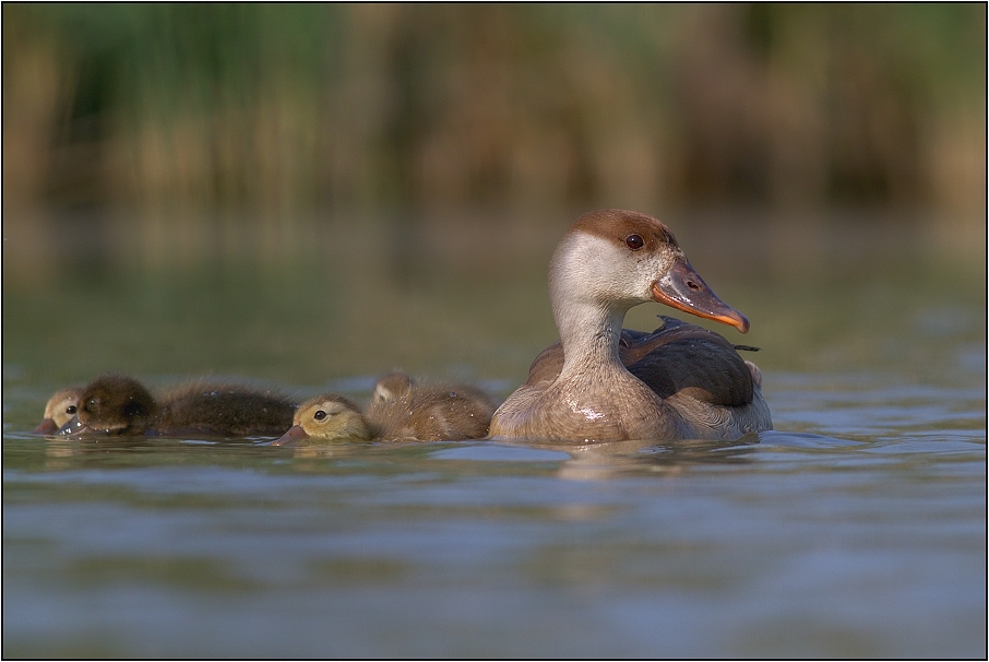 Zrzohlávka rudozobá