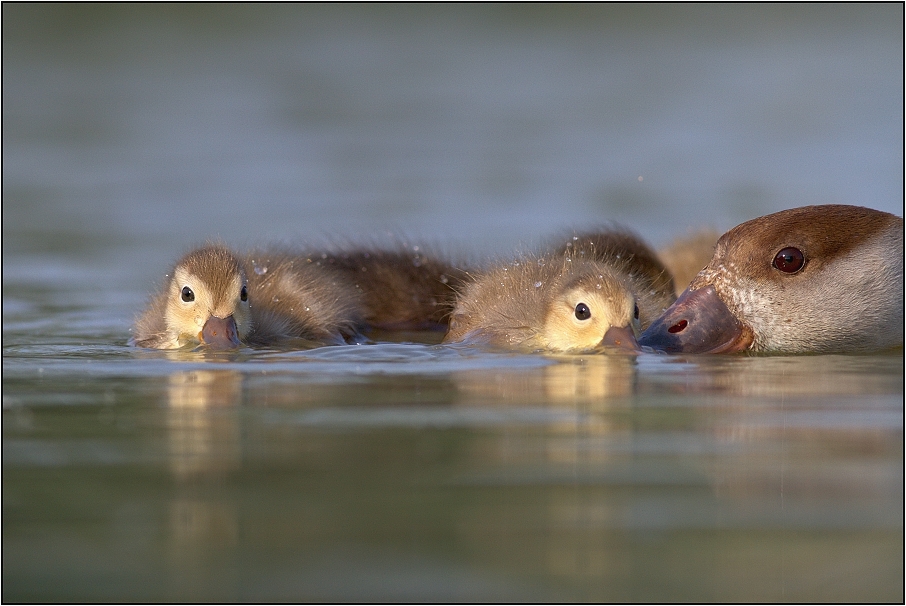 Zrzohlávka rudozobá