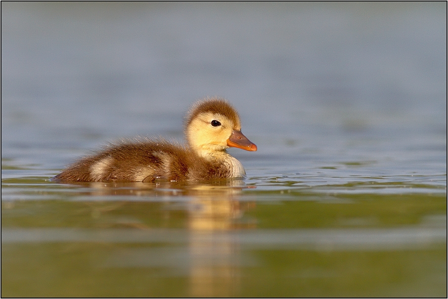 Zrzohlávka rudozobá