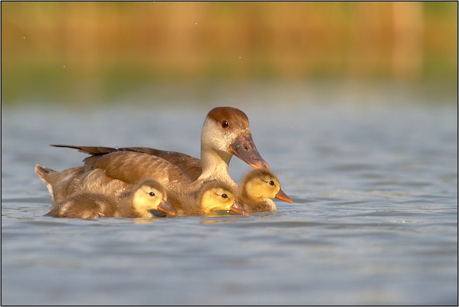 Zrzohlávka rudozobá