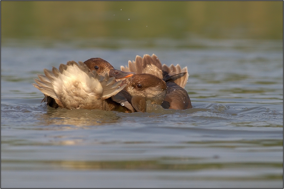 Zrzohlávka rudozobá