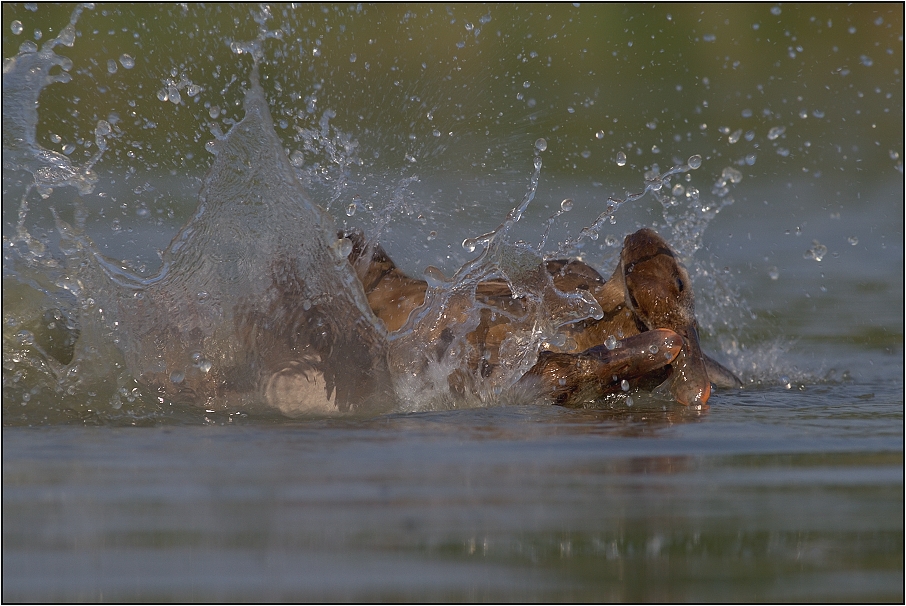 Zrzohlávka rudozobá