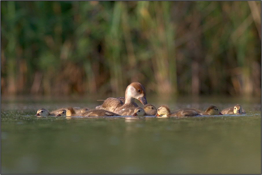 Zrzohlávka rudozobá