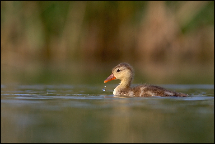 Zrzohlávka rudozobá