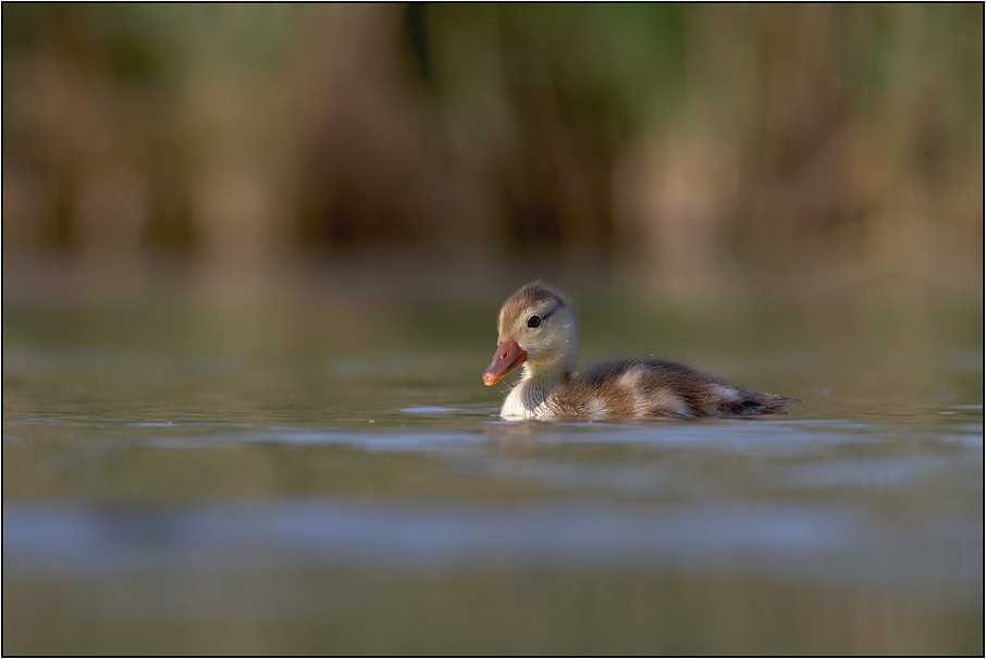 Zrzohlávka rudozobá