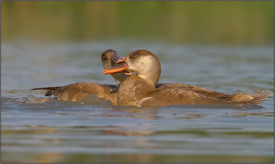 Zrzohlávka rudozobá