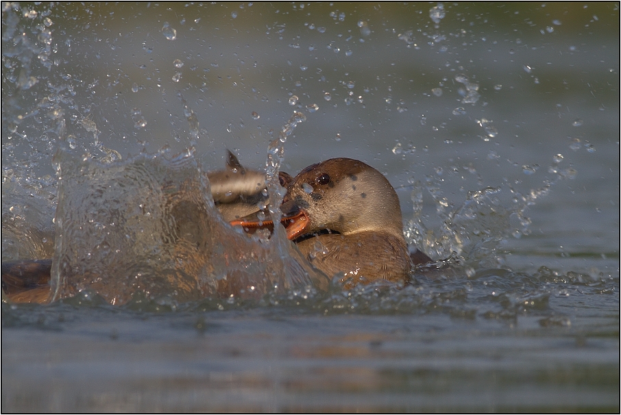 Zrzohlávka rudozobá