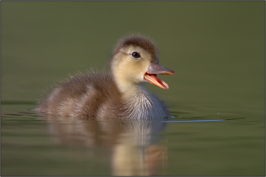 Zrzohlávka rudozobá