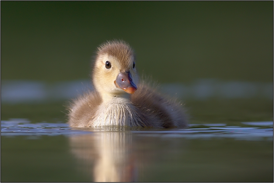 Zrzohlávka rudozobá