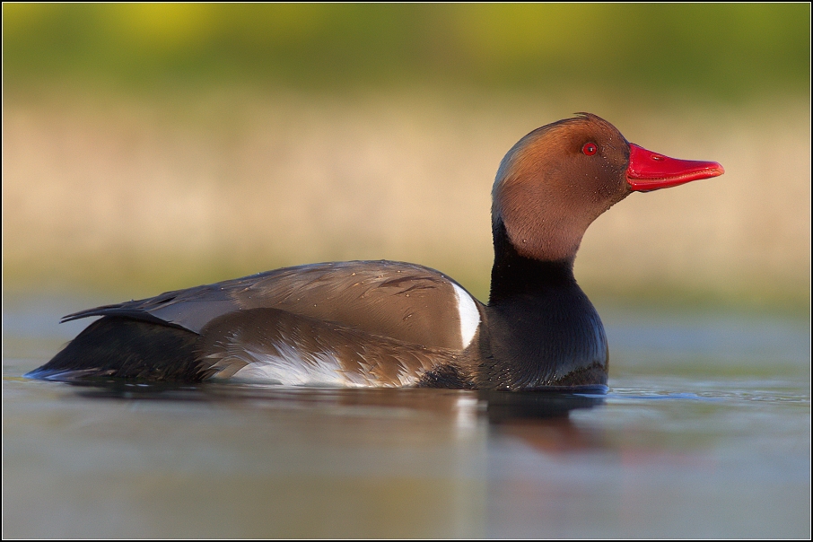Zrzohlávka rudozobá (Netta rufina )