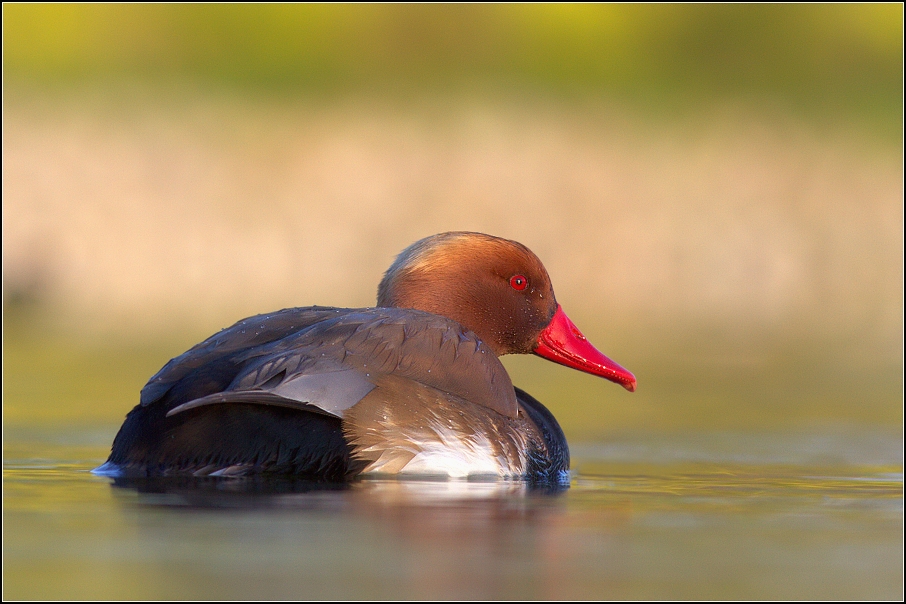 Zrzohlávka rudozobá (Netta rufina )