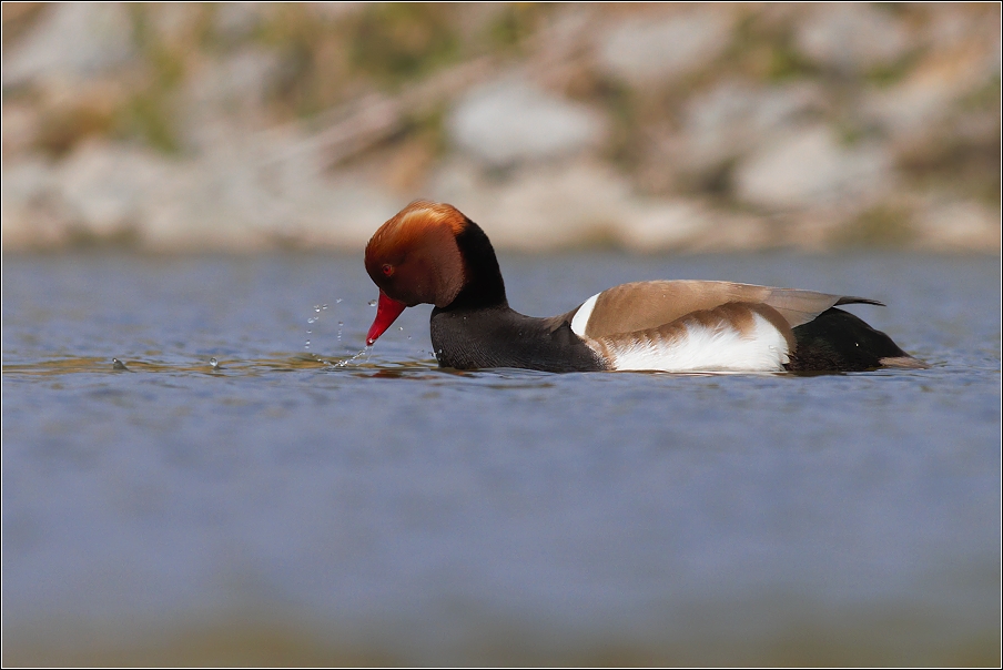 Zrzohlávka rudozobá ( Nette rufina )