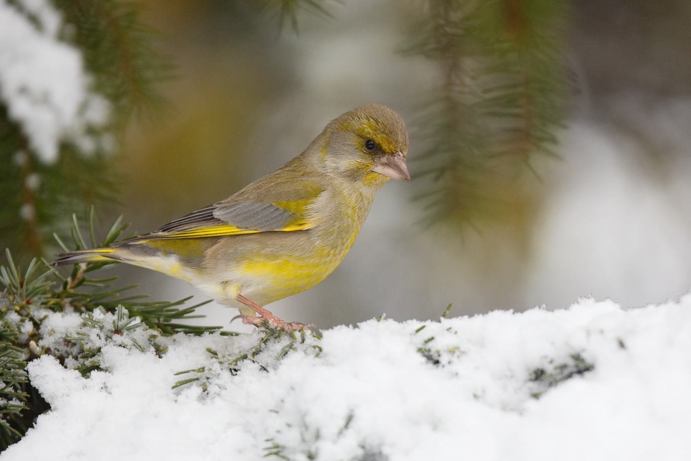 Zvonek zelený ( Chloris chloris )