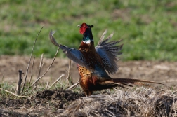 Bažant obecný  ( Phasianus colchicus )